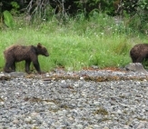 Two Bears In Alaska Lodge