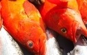 Salmon, Halibut, Rockfish & More
