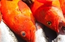Salmon, Halibut, Rockfish & More