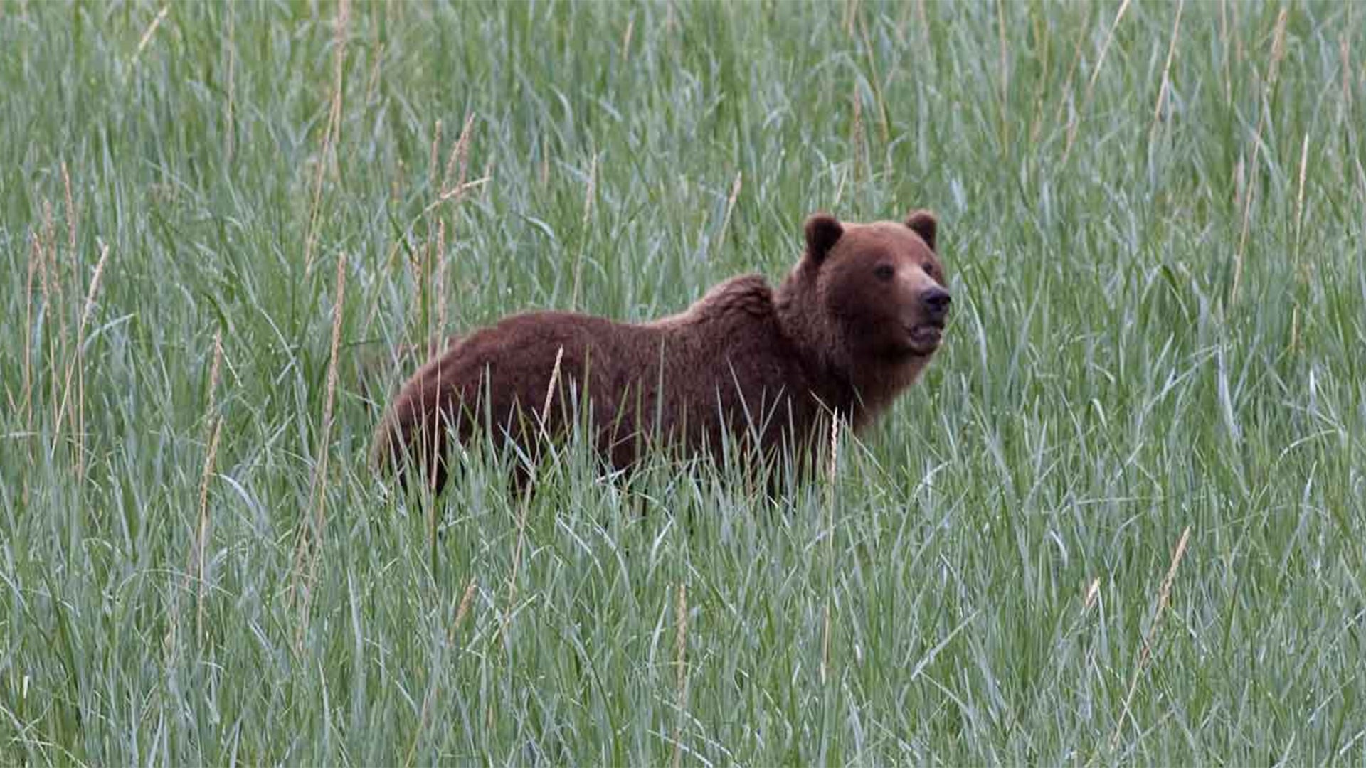 Alaska Brown Bear