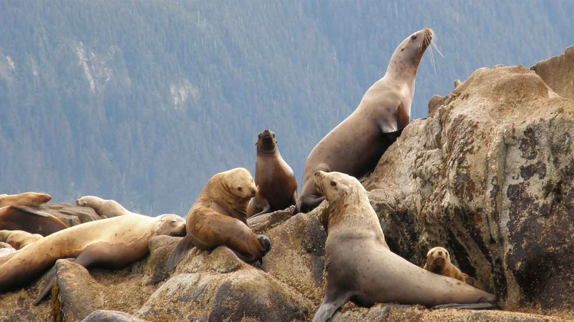 Sea Lion Party