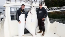 311lb Halibut