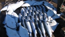Halibut and Silvers on the Talon Dock