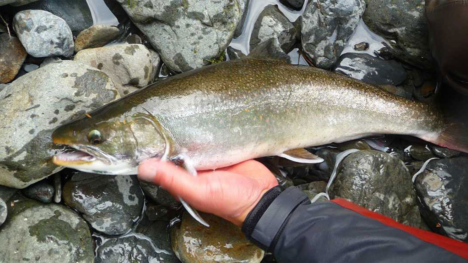 EXTRAORDINARY-Native Dolly Varden, Rainbow & Cutthroat Trout