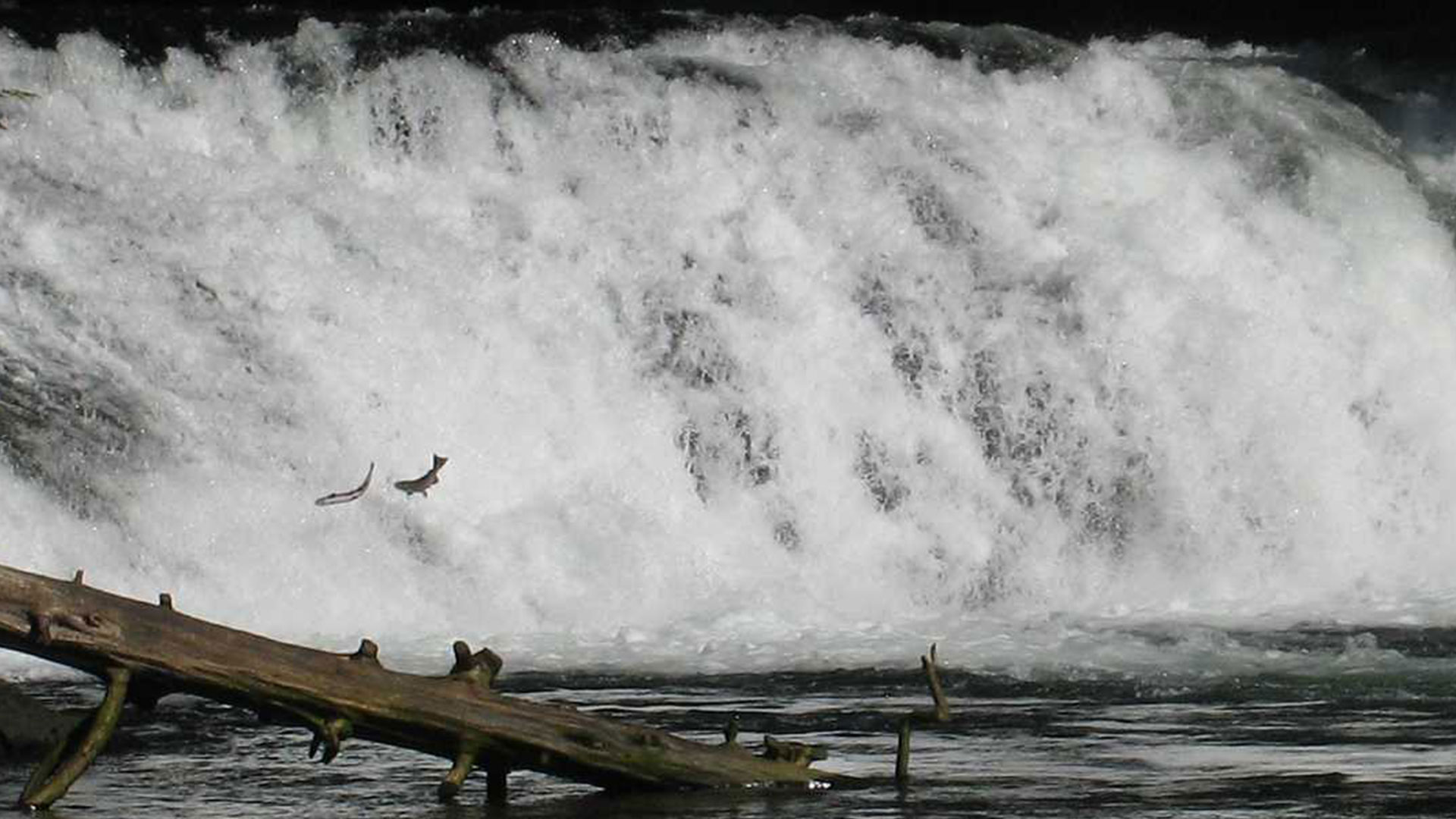 EXTRAORDINARY-Some of the Most Abundant Silver Runs are Found in Southeast Alaska