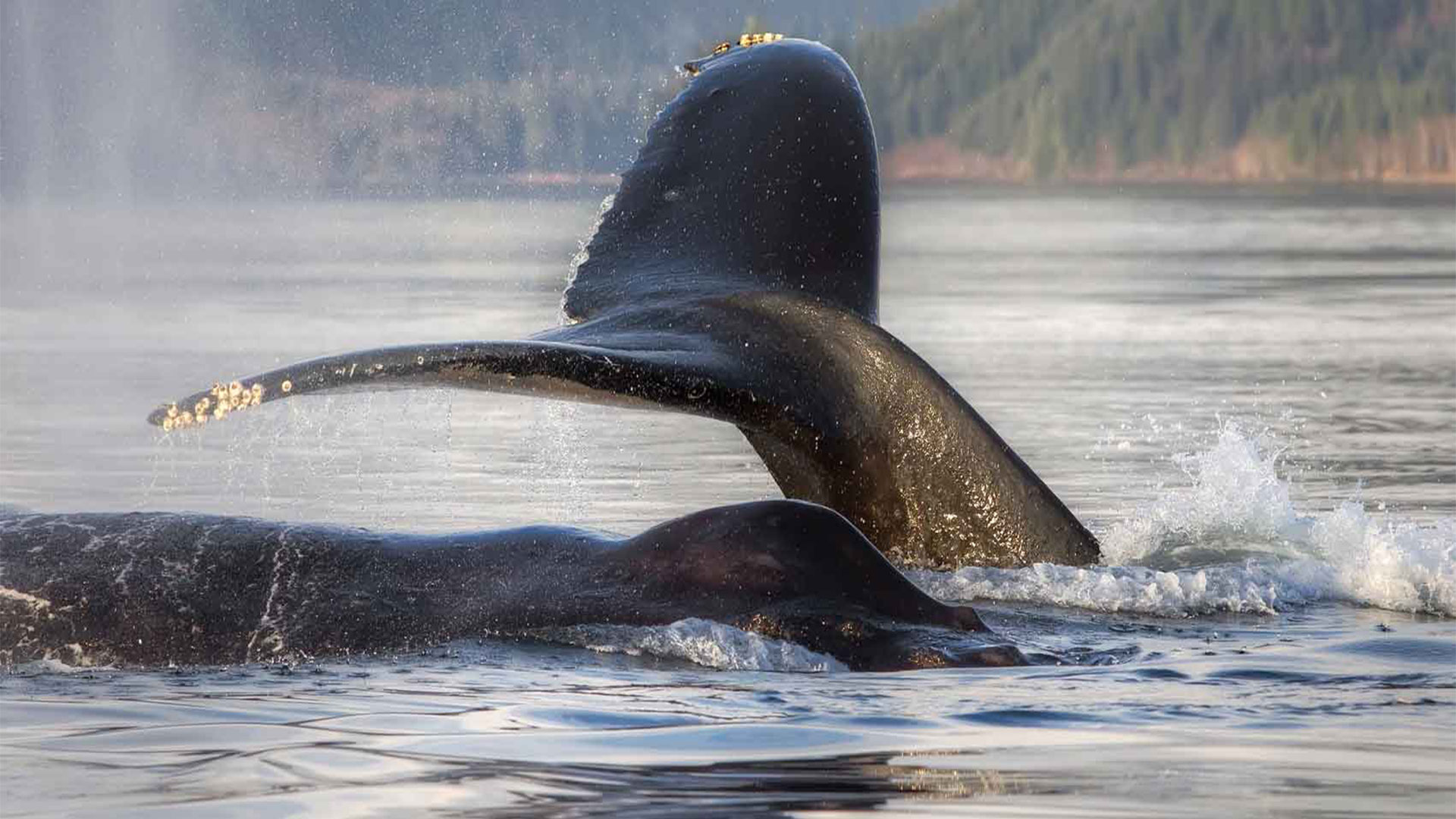 humpback-whale
