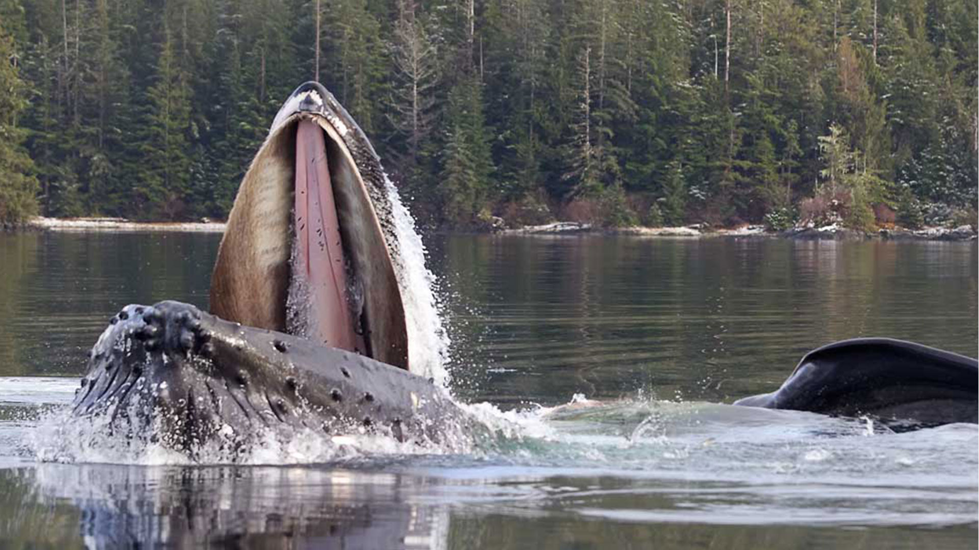 humpback-feeding