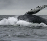 Big Fishes of Alaska Lodge 