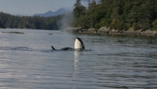 Alaska Adventure