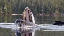 Alaska Adventure Fish