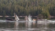 Alaska Lodge Fish