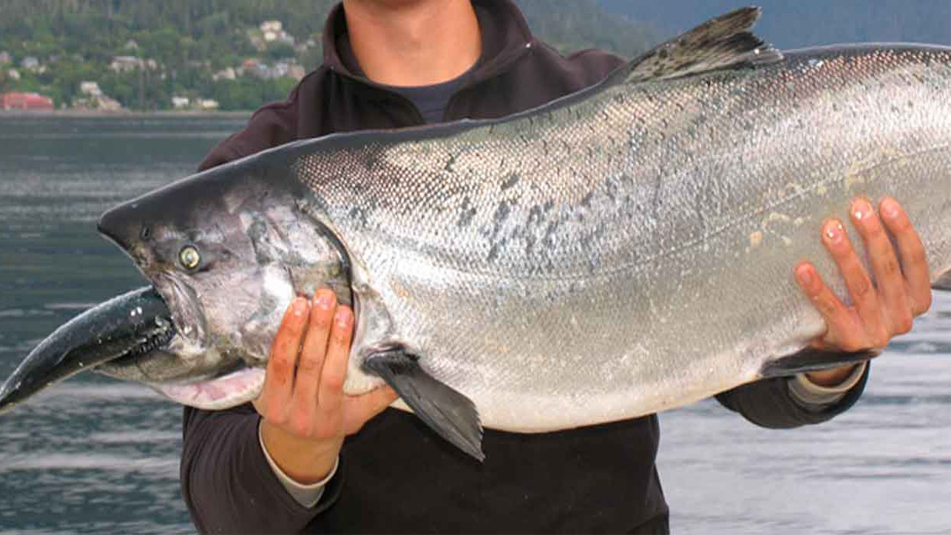 ALASKA SPORT FISHING-They Call Them Kings for a Reason
