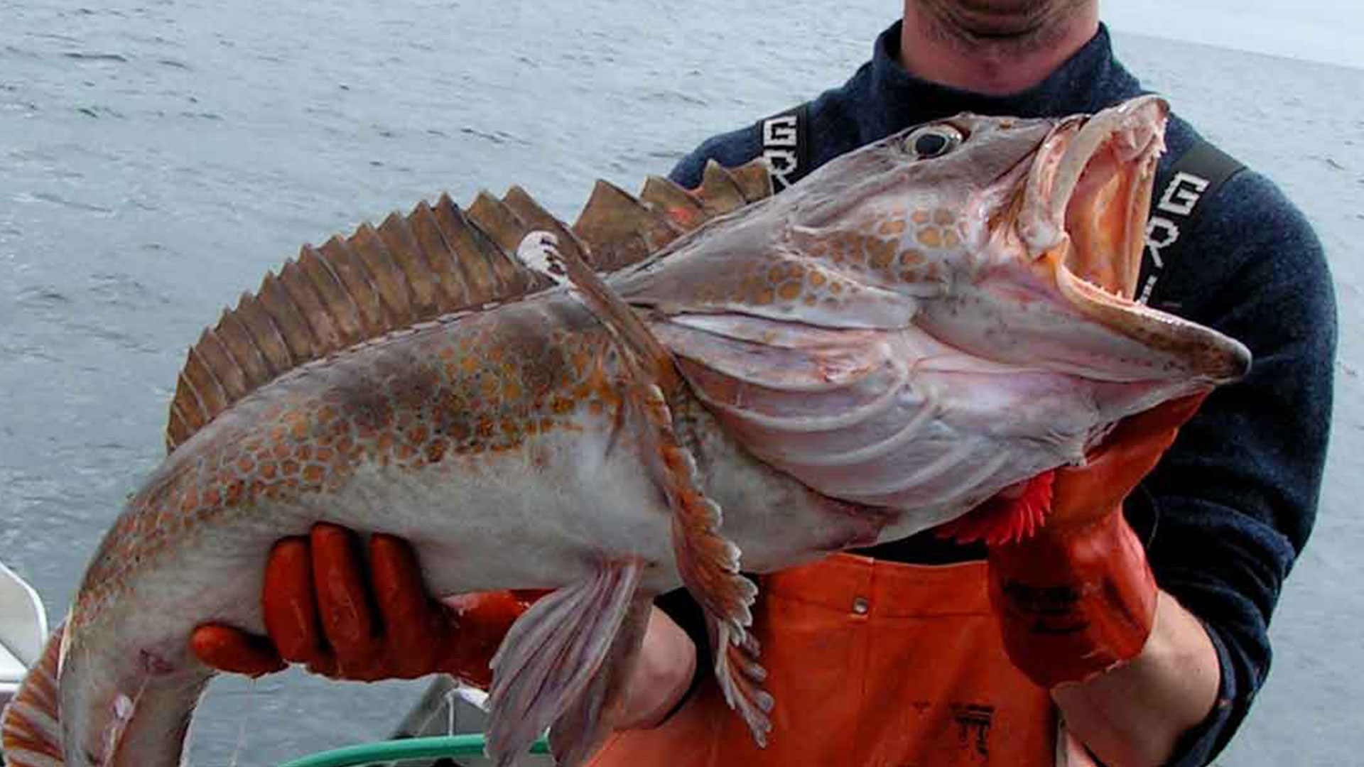 ALASKA SPORT FISHING-Expect the Unexpected - Alaska Ling Cod